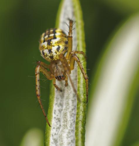 Mangora acalypha